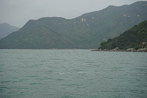 Chinese white dolphins off Tai O, Lantau, 22 March 2015