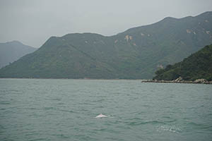 Chinese white dolphin off Tai O, Lantau, 22 March 2015