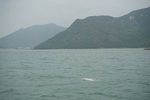 Chinese white dolphin off Tai O, Lantau, 22 March 2015
