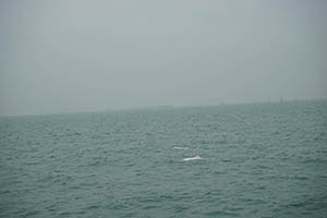 Chinese white dolphins off Tai O, Lantau, 22 March 2015
