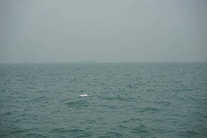 Chinese white dolphin off Tai O, Lantau, 22 March 2015