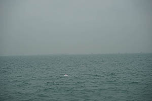 Chinese white dolphin off Tai O, Lantau, 22 March 2015