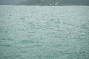 Chinese white dolphin off Tai O, Lantau, 22 March 2015