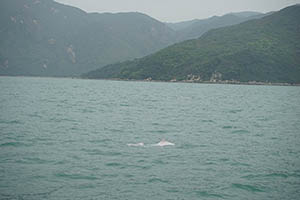 Chinese white dolphins off Tai O, Lantau, 22 March 2015