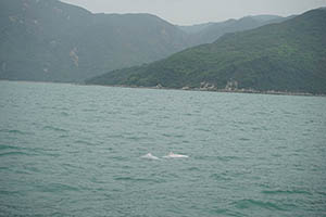 Chinese white dolphins off Tai O, Lantau, 22 March 2015