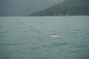 Chinese white dolphin off Tai O, Lantau, 22 March 2015