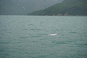 Chinese white dolphin off Tai O, Lantau, 22 March 2015