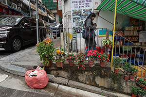 Plants, Centre Street, Sai Ying Pun, 5 March 2015