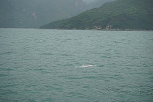 Chinese white dolphin off Tai O, Lantau, 22 March 2015