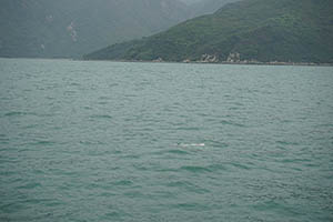 Chinese white dolphin off Tai O, Lantau, 22 March 2015