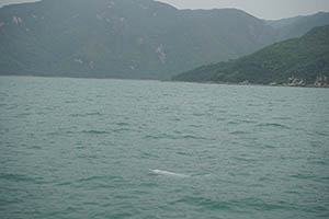 Chinese white dolphin off Tai O, Lantau, 22 March 2015