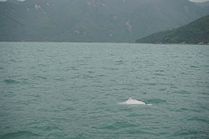 Chinese white dolphin off Tai O, Lantau, 22 March 2015