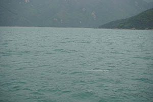 Chinese white dolphin off Tai O, Lantau, 22 March 2015