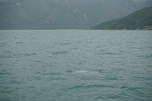 Chinese white dolphin off Tai O, Lantau, 22 March 2015