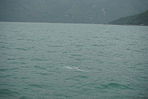 Chinese white dolphin off Tai O, Lantau, 22 March 2015