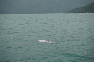 Chinese white dolphins off Tai O, Lantau, 22 March 2015