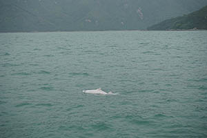 Chinese white dolphin off Tai O, Lantau, 22 March 2015