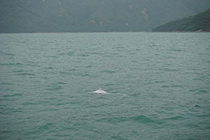 Chinese white dolphin off Tai O, Lantau, 22 March 2015
