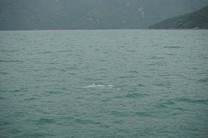 Chinese white dolphin off Tai O, Lantau, 22 March 2015
