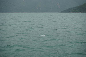 Chinese white dolphin off Tai O, Lantau, 22 March 2015