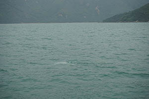 Chinese white dolphin off Tai O, Lantau, 22 March 2015
