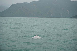 Chinese white dolphins off Tai O, Lantau, 22 March 2015