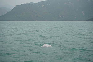 Chinese white dolphins off Tai O, Lantau, 22 March 2015