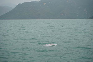 Chinese white dolphins off Tai O, Lantau, 22 March 2015