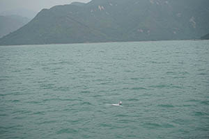 Chinese white dolphins off Tai O, Lantau, 22 March 2015