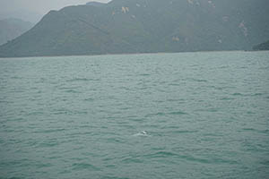 Chinese white dolphin off Tai O, Lantau, 22 March 2015