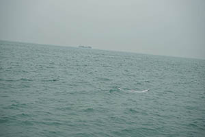 Chinese white dolphin off Tai O, Lantau, 22 March 2015