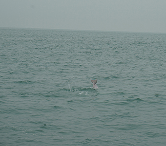 Chinese white dolphin off Tai O, Lantau, 22 March 2015