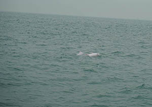 Chinese white dolphins off Tai O, Lantau, 22 March 2015