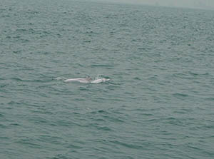 Chinese white dolphins off Tai O, Lantau, 22 March 2015