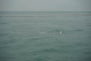 Chinese white dolphin off Tai O, Lantau, 22 March 2015