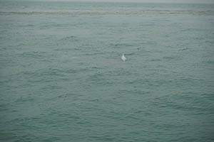 Chinese white dolphin off Tai O, Lantau, 22 March 2015