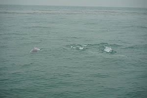 Chinese white dolphins off Tai O, Lantau, 22 March 2015