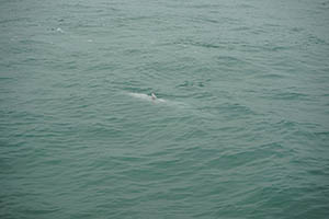 Chinese white dolphin off Tai O, Lantau, 22 March 2015
