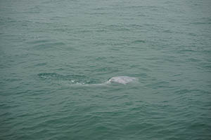 Chinese white dolphin off Tai O, Lantau, 22 March 2015