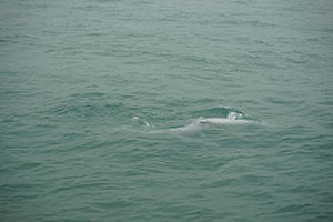 Chinese white dolphins off Tai O, Lantau, 22 March 2015