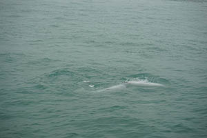 Chinese white dolphin off Tai O, Lantau, 22 March 2015