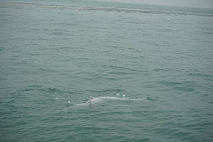 Chinese white dolphins off Tai O, Lantau, 22 March 2015