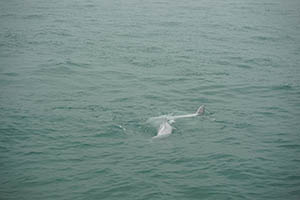 Chinese white dolphins off Tai O, Lantau, 22 March 2015