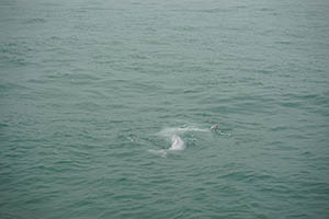 Chinese white dolphins off Tai O, Lantau, 22 March 2015