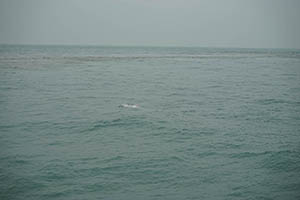 Chinese white dolphin off Tai O, Lantau, 22 March 2015