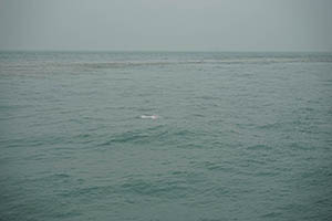 Chinese white dolphin off Tai O, Lantau, 22 March 2015