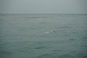Chinese white dolphins off Tai O, Lantau, 22 March 2015
