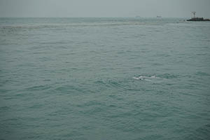 Chinese white dolphin off Tai O, Lantau, 22 March 2015