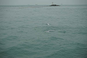 Chinese white dolphins off Tai O, Lantau, 22 March 2015