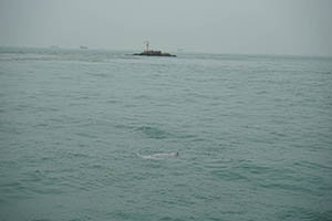 Chinese white dolphins off Tai O, Lantau, 22 March 2015